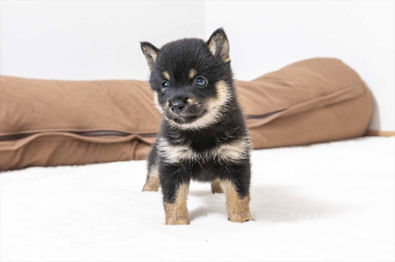 豆柴犬 販売子犬番号 えみりちゃん 写真3