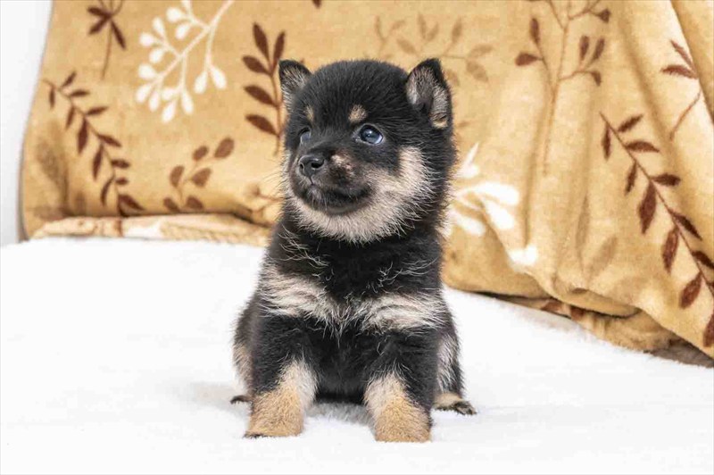 豆柴犬 販売子犬番号 えみりちゃん 写真4