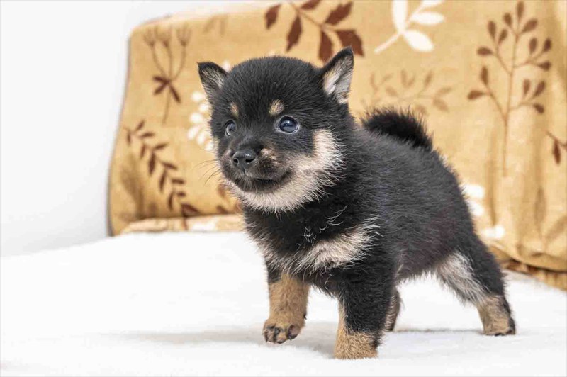 豆柴犬 販売子犬番号 えみりちゃん 写真5