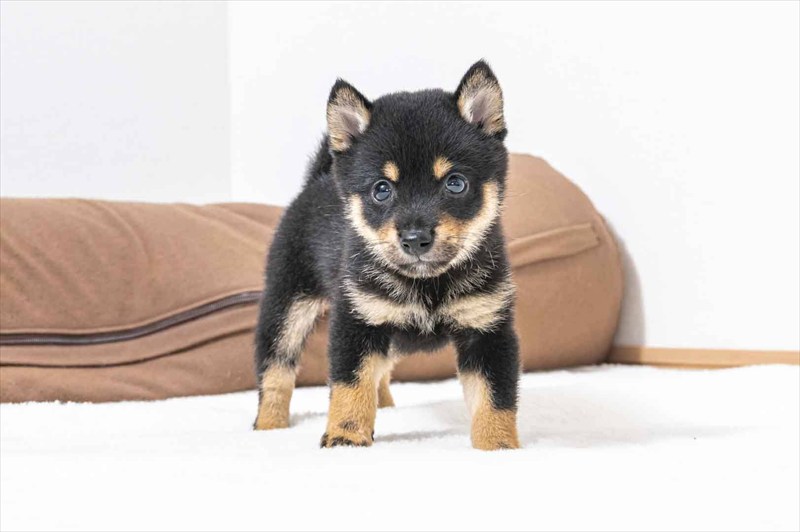 豆柴犬 販売子犬番号 かけるくん 写真2