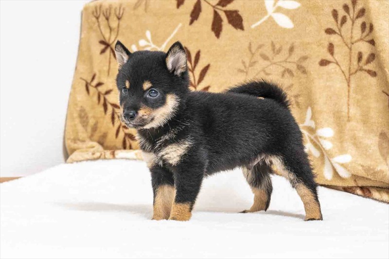 豆柴犬 販売子犬番号 かけるくん 写真3