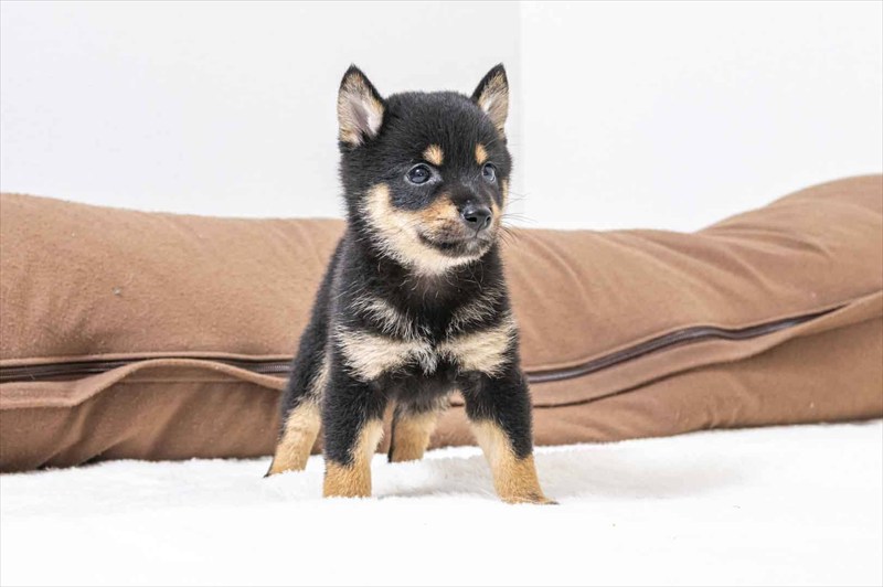 豆柴犬 販売子犬番号 かけるくん 写真4