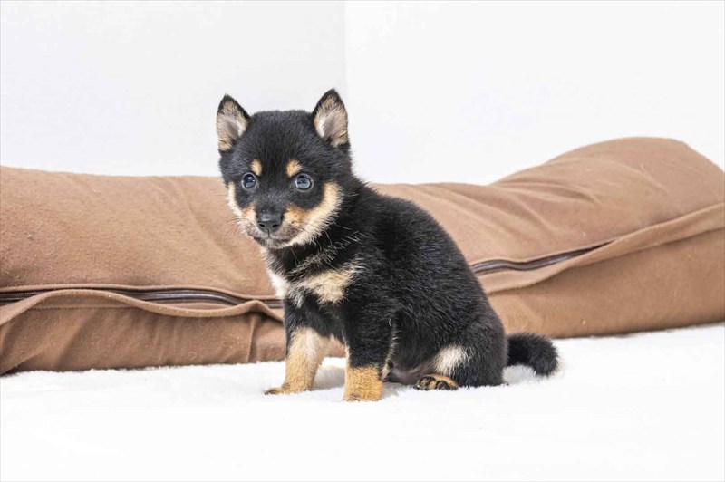 豆柴犬 販売子犬番号 かけるくん 写真5