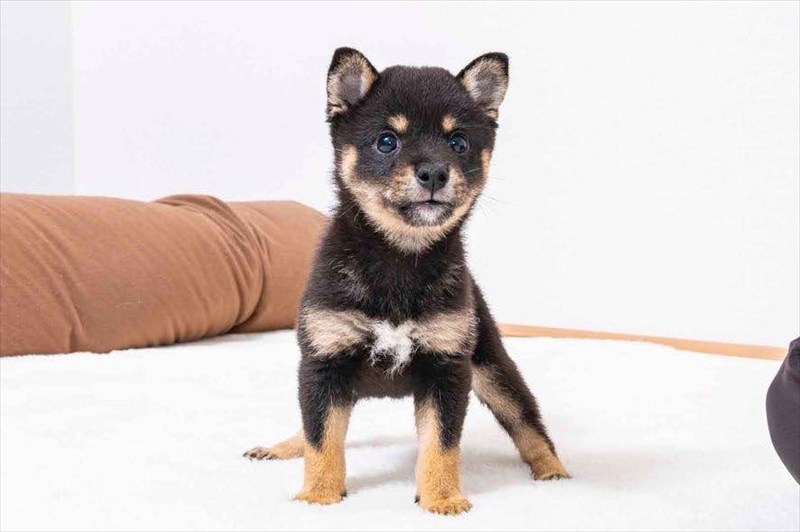 豆柴犬 販売子犬番号 さえちゃん 写真2