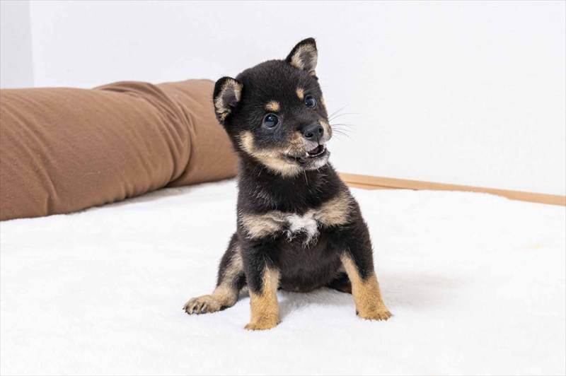 豆柴犬 販売子犬番号 さえちゃん 写真3