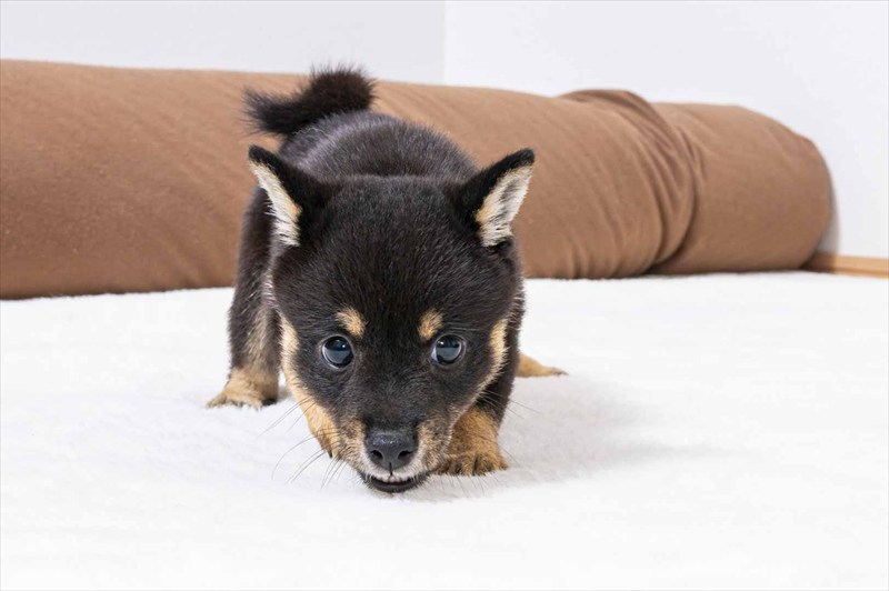 豆柴犬 販売子犬番号 さえちゃん 写真4