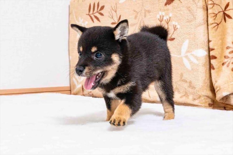 豆柴犬 販売子犬番号 さえちゃん 写真5