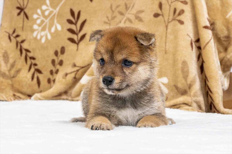 豆柴犬 販売子犬番号 しおんくん 写真2