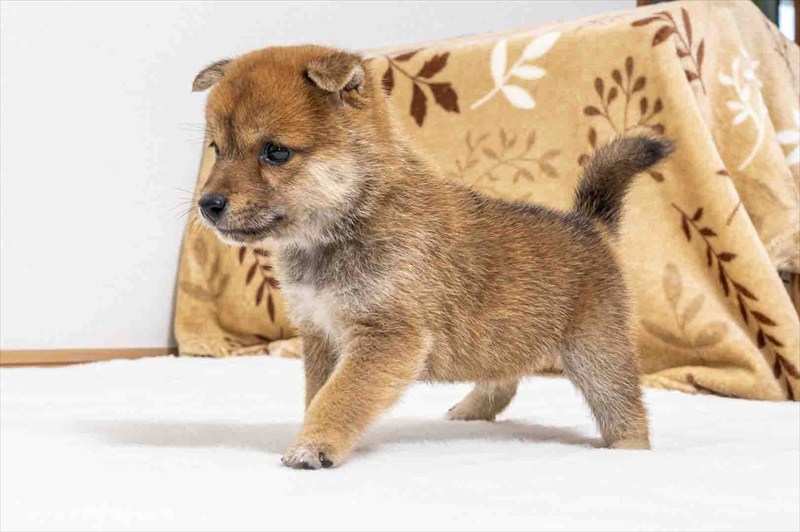豆柴犬 販売子犬番号 しおんくん 写真3