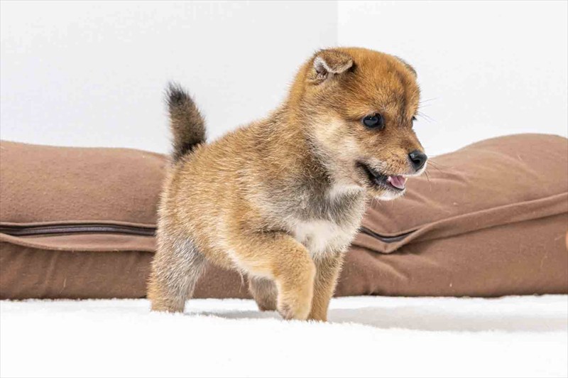 豆柴犬 販売子犬番号 しおんくん 写真4
