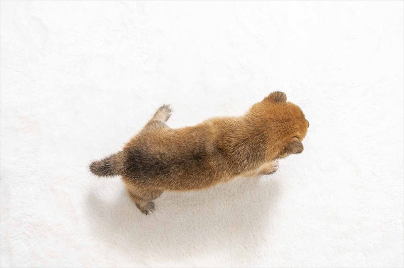 豆柴犬 販売子犬番号 しおんくん 写真5