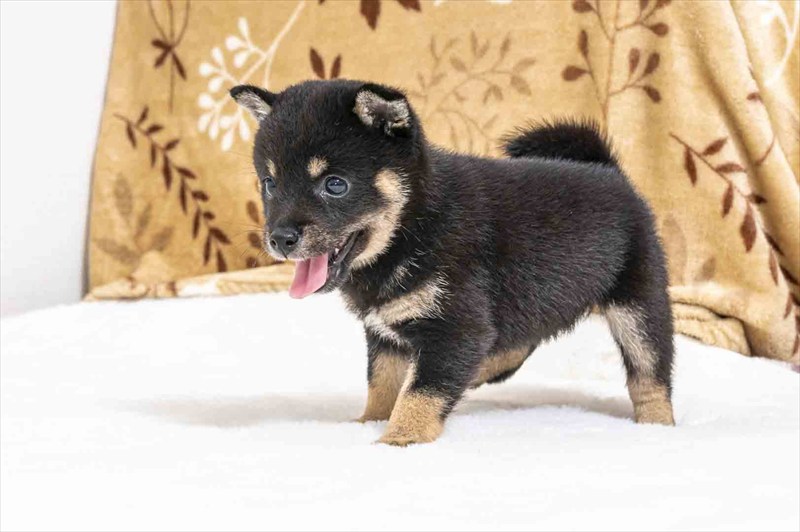 豆柴犬 販売子犬番号 さえちゃん 写真2