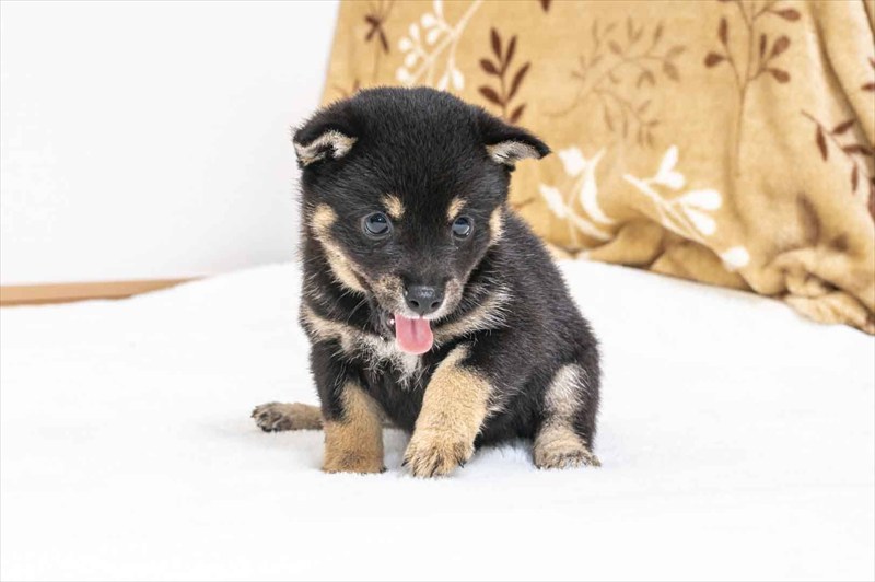 豆柴犬 販売子犬番号 さえちゃん 写真3