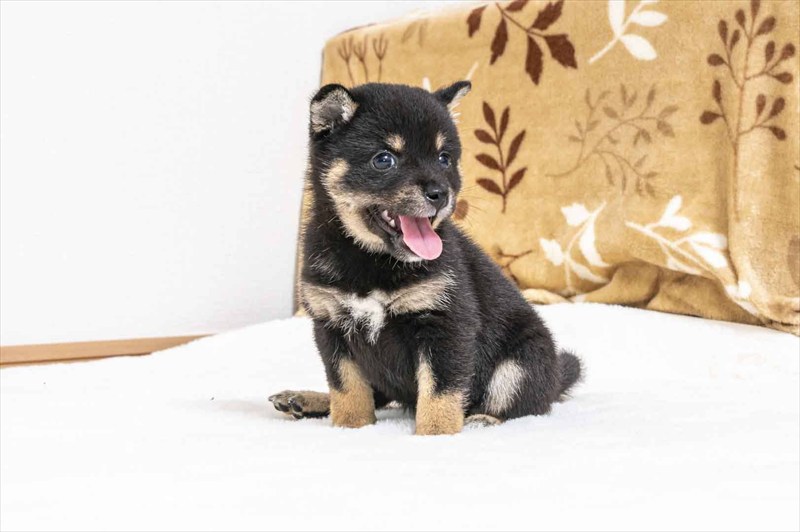 豆柴犬 販売子犬番号 さえちゃん 写真4