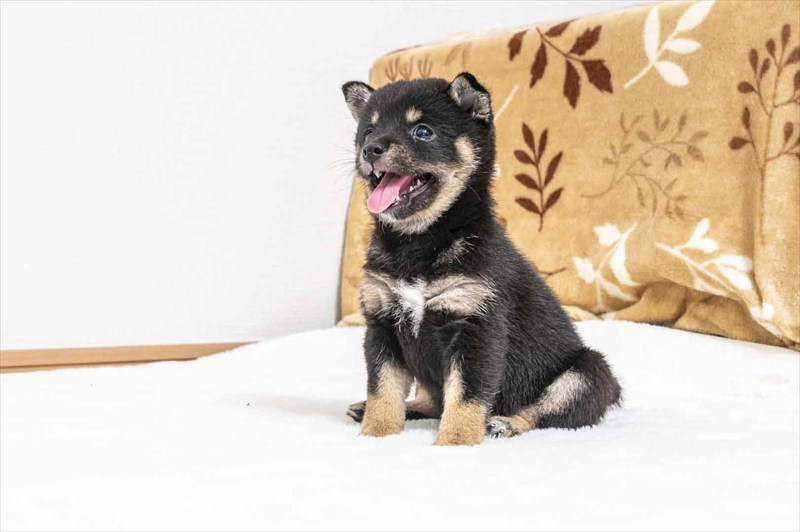 豆柴犬 販売子犬番号 さえちゃん 写真5