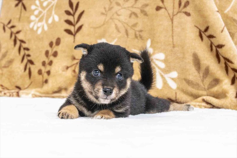 豆柴犬 販売子犬番号 ぜんくん 写真2