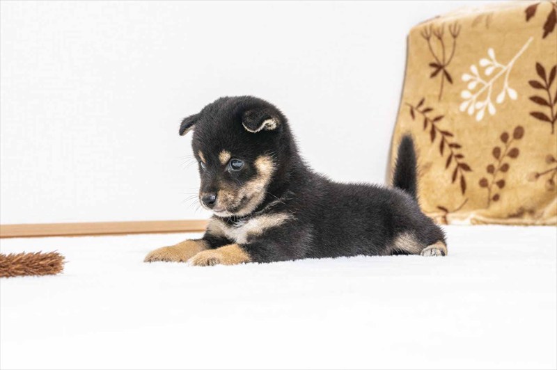 豆柴犬 販売子犬番号 ぜんくん 写真3