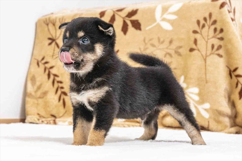 豆柴犬 販売子犬番号 ぜんくん 写真4