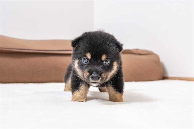 豆柴犬 販売子犬番号 あおとくん 写真2
