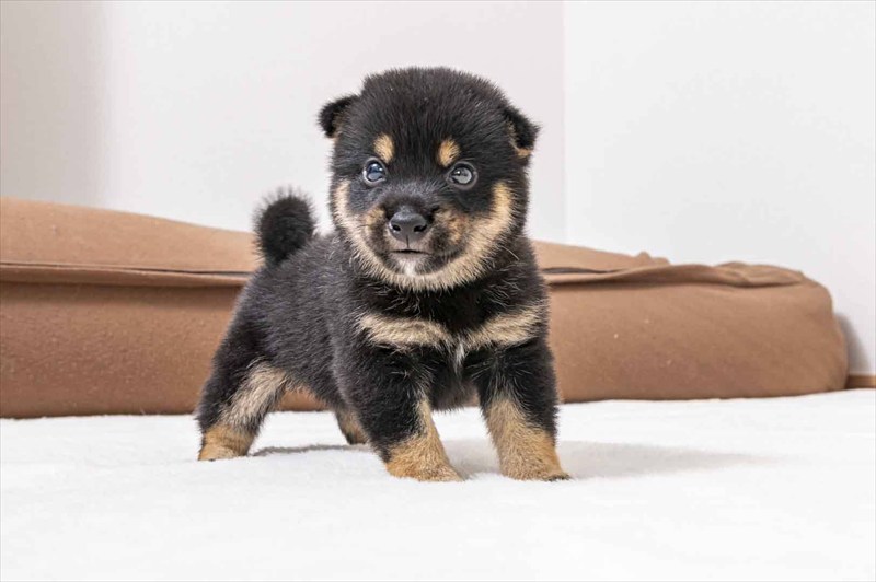 豆柴犬 販売子犬番号 あおとくん 写真4
