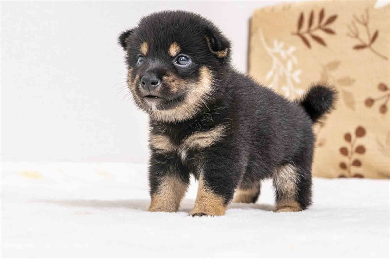 豆柴犬 販売子犬番号 あおとくん 写真5