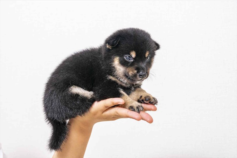 豆柴犬 販売子犬番号 あおとくん 写真3