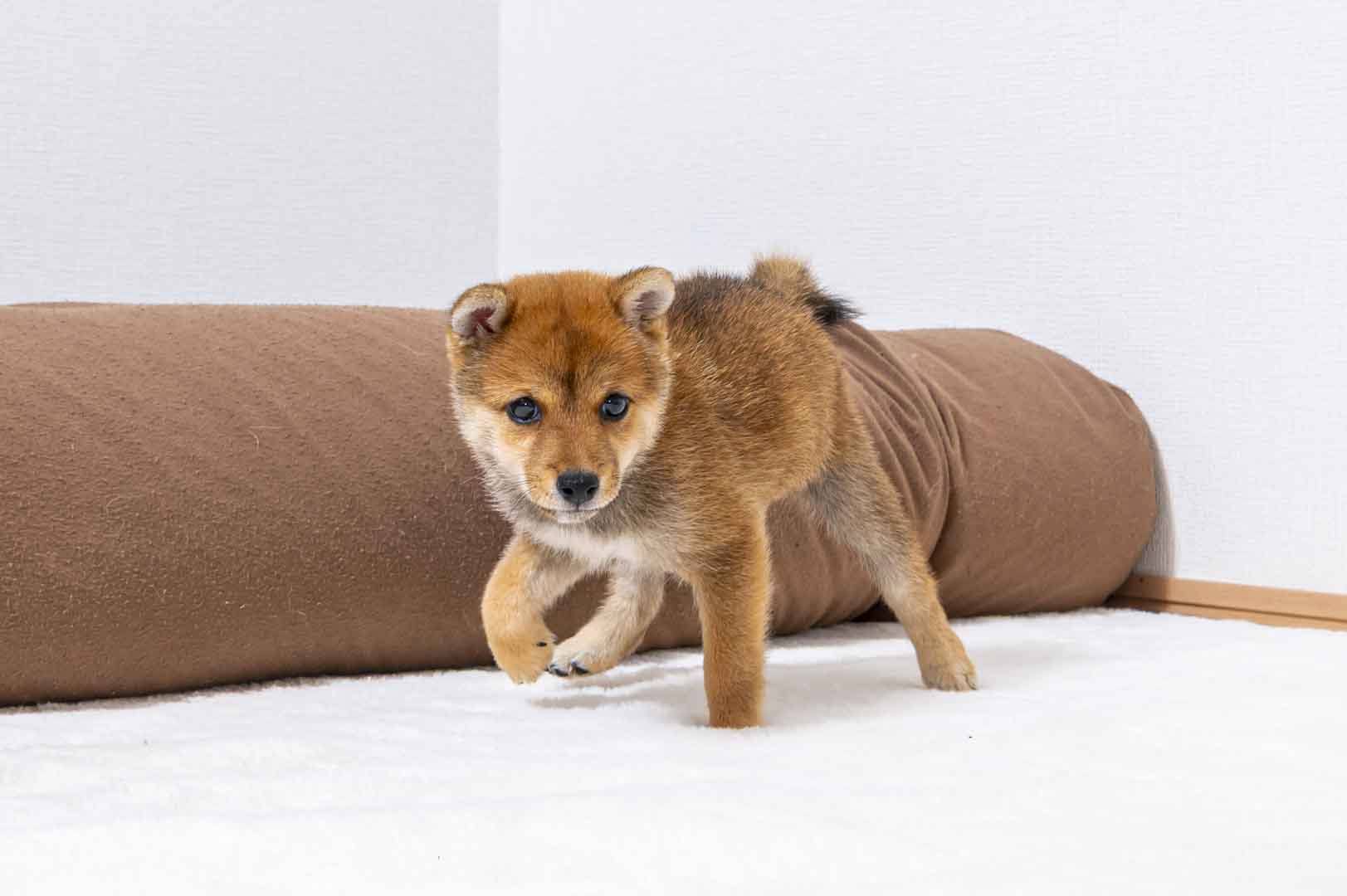 豆柴犬 販売子犬番号 しおんくん 写真4