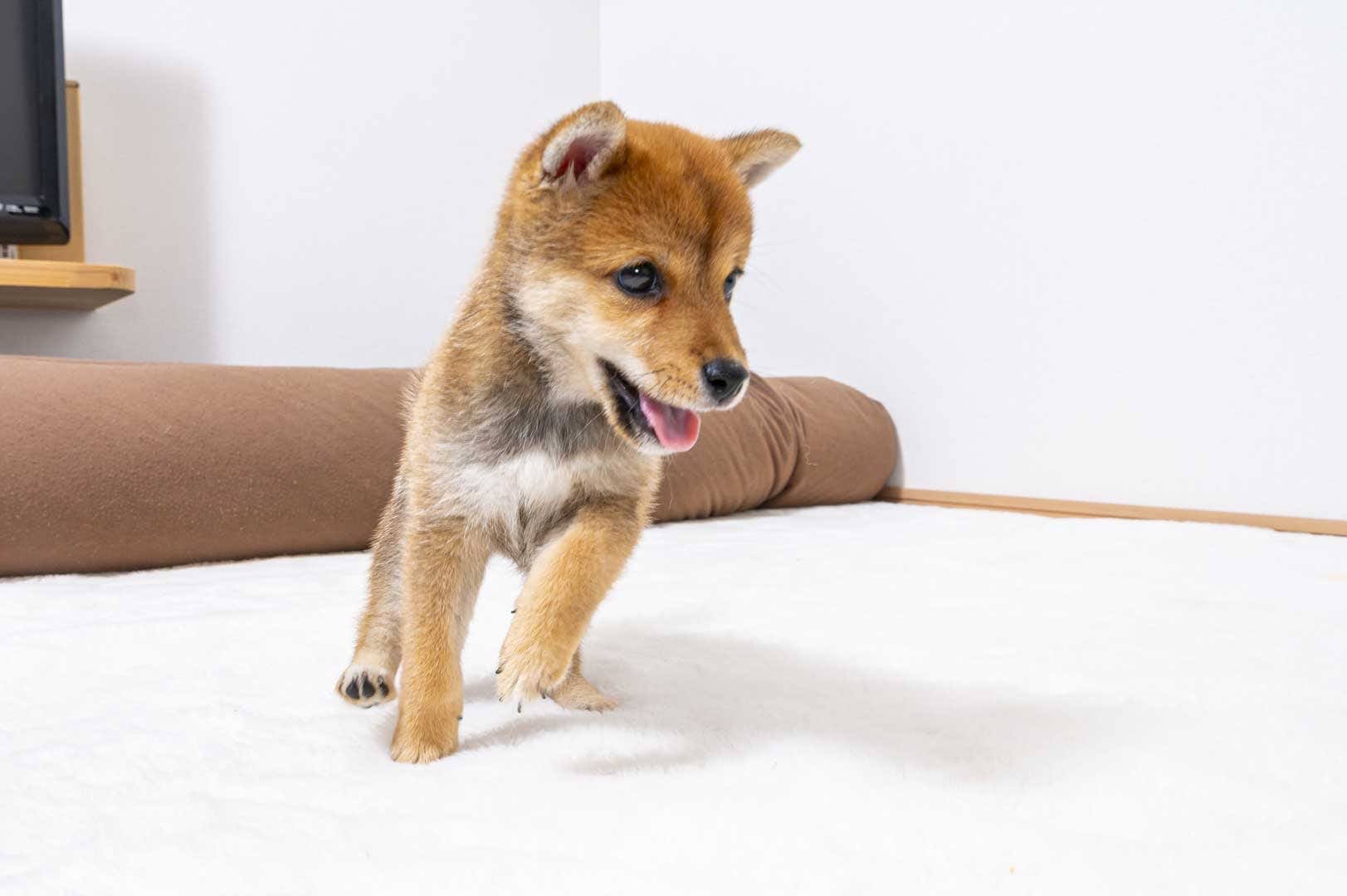 豆柴犬 販売子犬番号 しおんくん 写真3