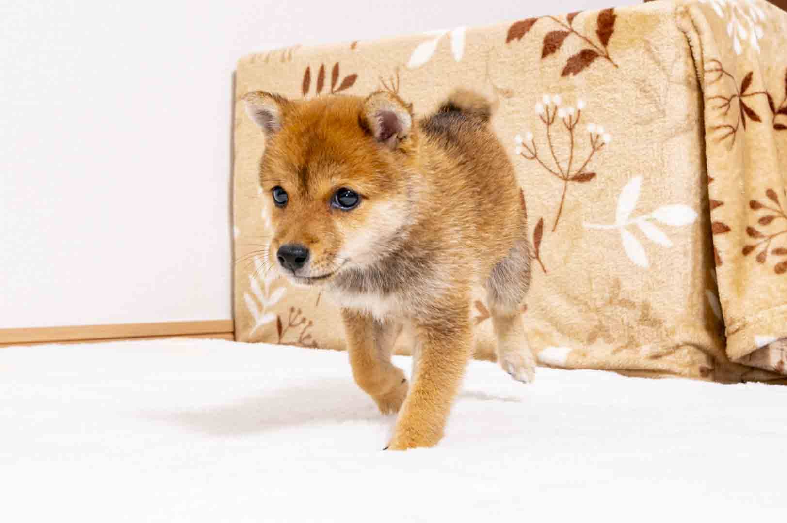 豆柴犬 販売子犬番号 しおんくん 写真2