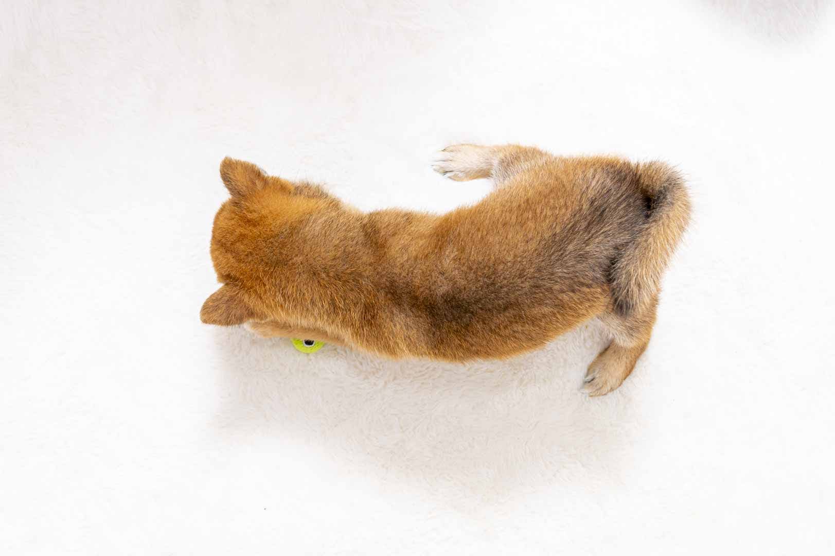 豆柴犬 販売子犬番号 しおんくん 写真5