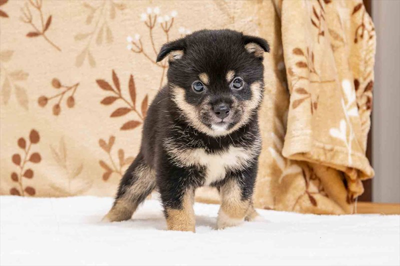 豆柴犬 販売子犬番号 いくみちゃん 写真2