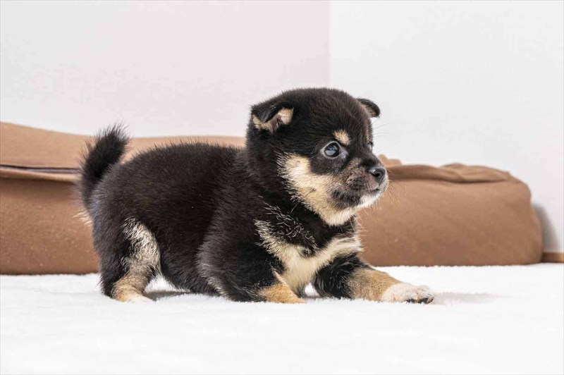豆柴犬 販売子犬番号 いくみちゃん 写真3