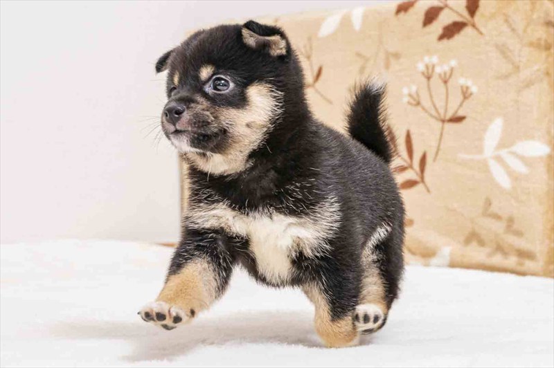 豆柴犬 販売子犬番号 いくみちゃん 写真4