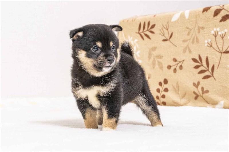 豆柴犬 販売子犬番号 いくみちゃん 写真5