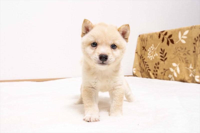 豆柴犬 販売子犬番号 ましろくん 写真2