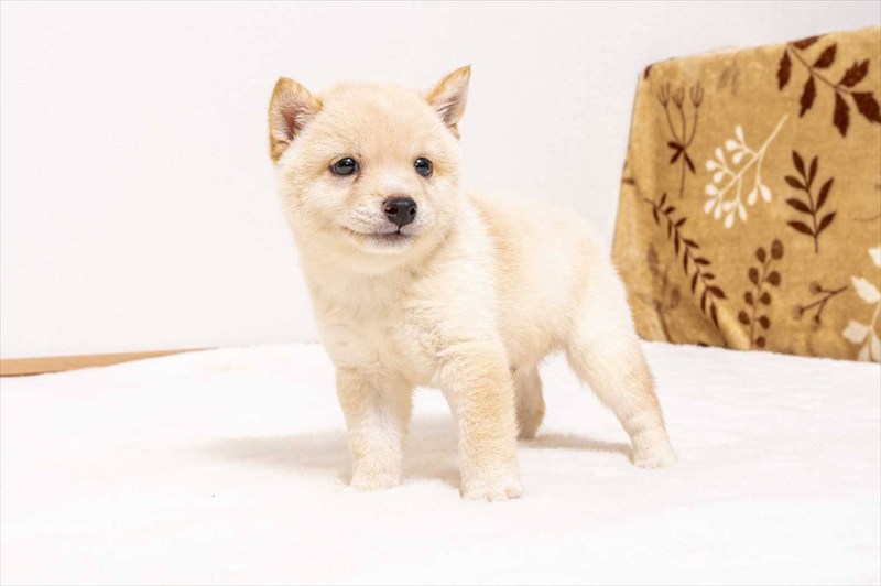 豆柴犬 販売子犬番号 ましろくん 写真3