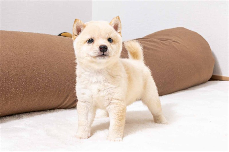豆柴犬 販売子犬番号 ましろくん 写真4