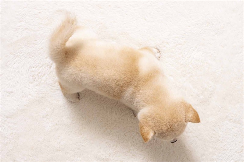 豆柴犬 販売子犬番号 ましろくん 写真5