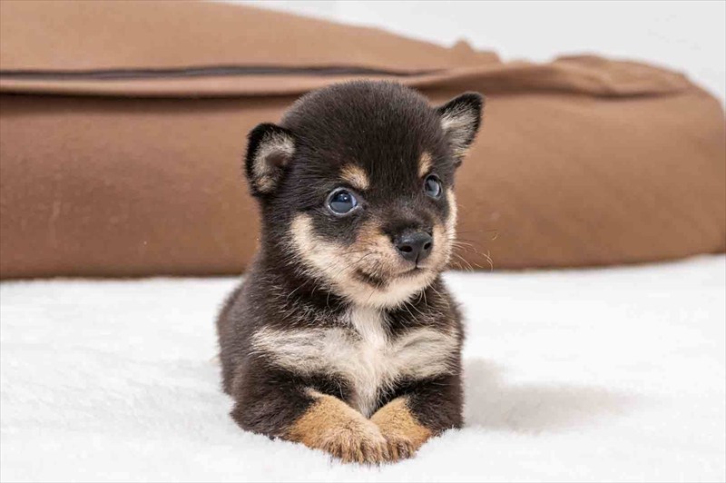 豆柴犬 販売子犬番号 ろいくん 写真2