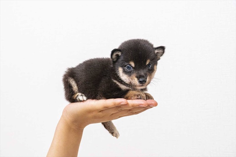 豆柴犬 販売子犬番号 ろいくん 写真3
