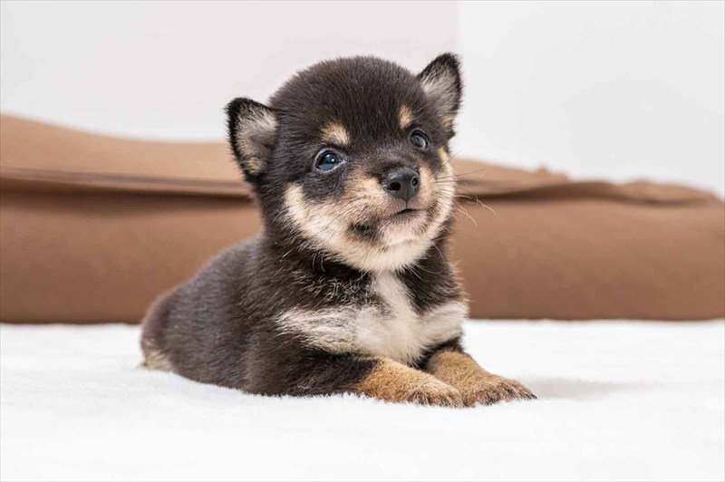 豆柴犬 販売子犬番号 ろいくん 写真4