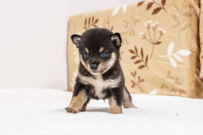 豆柴犬 販売子犬番号 ろいくん 写真5