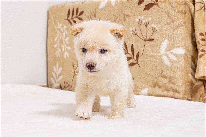 豆柴犬 販売子犬番号 るいとくん 写真2
