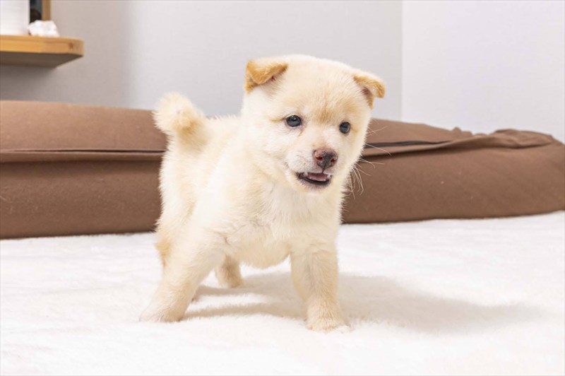 豆柴犬 販売子犬番号 るいとくん 写真3