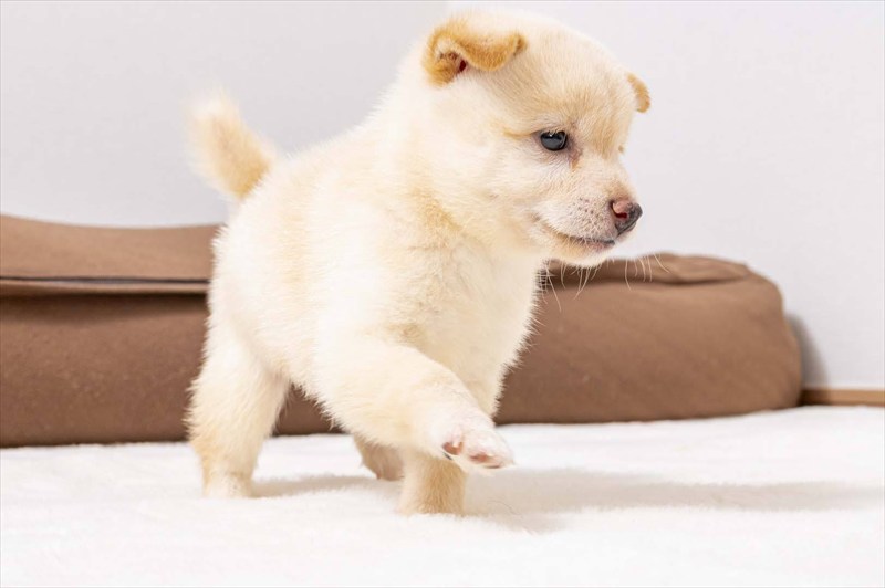 豆柴犬 販売子犬番号 るいとくん 写真4