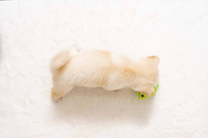 豆柴犬 販売子犬番号 るいとくん 写真5