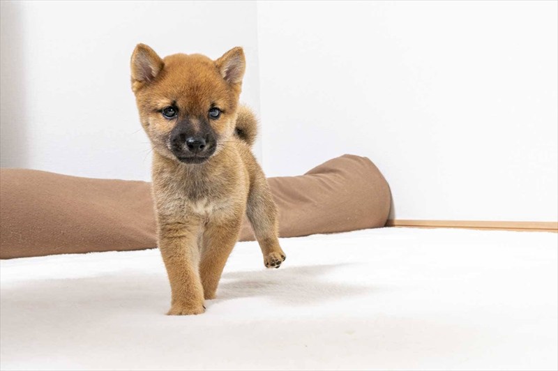 豆柴犬 販売子犬番号 あきらくん 写真2