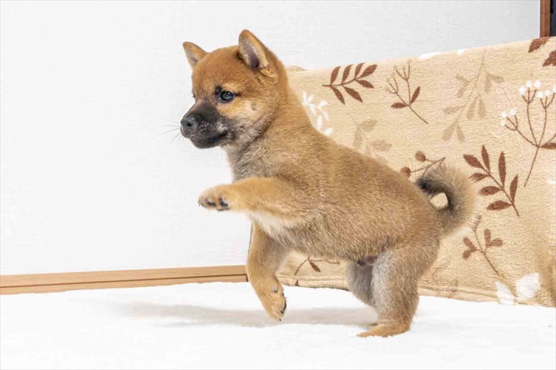 豆柴犬 販売子犬番号 あきらくん 写真4