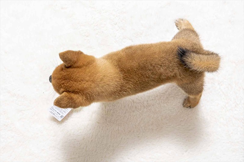 豆柴犬 販売子犬番号 あきらくん 写真5