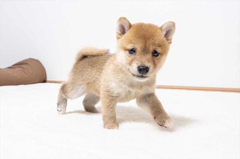 豆柴犬 販売子犬番号 いぶきくん 写真2